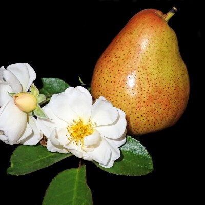 FRAGRANCE DUPE: Nectar Poire Tubéreuse