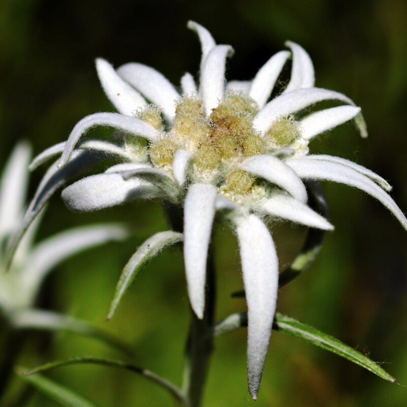 Les Parfums Fleurs de la Montagne
